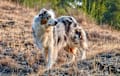 Australian Shepherd - Blue merle