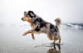 Australian Shepherd - Blue merle