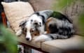 Australian Shepherd - Blue merle
