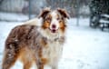 Australian Shepherd - Red merle