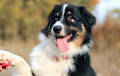 Australian Shepherd - tri-color