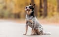 Australian Cattle Dog - blue speckle