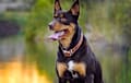 Australian Kelpie - Brown and tan
