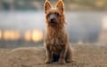 Australian Terrier - red
