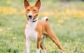 Basenji - chestnut red