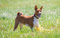 Basenji - chestnut red