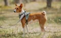 Basenji - chestnut red