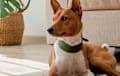 Basenji - chestnut red