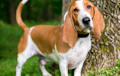 Basset Hound - red and white
