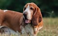 Basset Hound - red and white