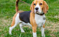 Beagle - Black, white, and tan