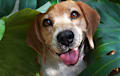 Beagle - Black, white, and tan