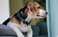 Beagle - Black, white, and tan