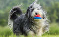 Bearded Collie - blue