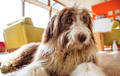 Bearded Collie - brown