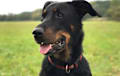 Beauceron - black and tan