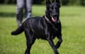 Belgian Malinois - black