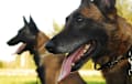 Belgian Shepherd - red