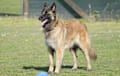 Belgian Tervuren - shaded sable