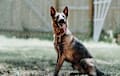 Belgian Shepherd - Brindle