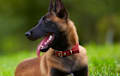 Belgian Malinois - fawn sable