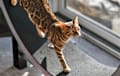 Bengal - brown