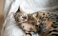 Bengal - charcoal
