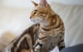 Bengal - Sepia