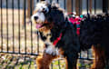 Bernedoodle - Tri-color