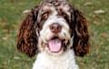 Bernedoodle - White