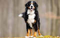 Bernese Mountain Dog - black tan and white
