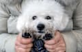 Bichon Frise - white