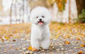 Bichon Frise - white