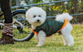 Bichon Frise - white