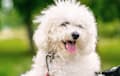 Bichon Frise - white