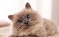 Birman - blue