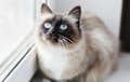 Birman - seal