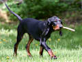 Black and Tan Coonhound - black and tan