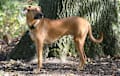 Black Mouth Cur - red