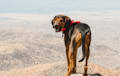 Black and Tan Coonhound - black and tan