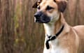 Black Mouth Cur - red