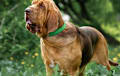 Bloodhound - Liver and tan