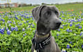 blue lacy - blue