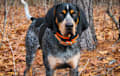 Bluetick Coonhound - blue ticked and tan