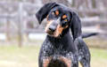 Bluetick Coonhound - blue ticked and tan