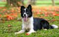 Border Collie - black and white
