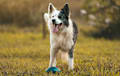 Border Collie - merle