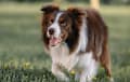 Border Collie - chocolate and white
