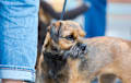 Border Terrier - grizzle and tan