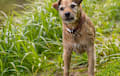 Border Terrier - Red